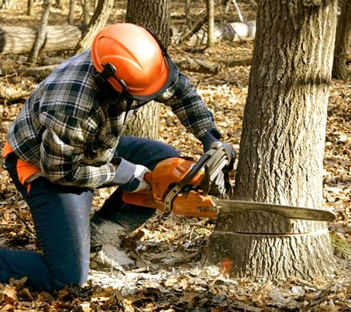 Tree Removal in Antlers, OK